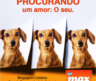 Blogagem Coletiva | Guarda Responsável de Animais